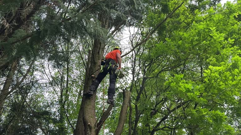 Seasonal Cleanup (Spring/Fall) in Arp, TX