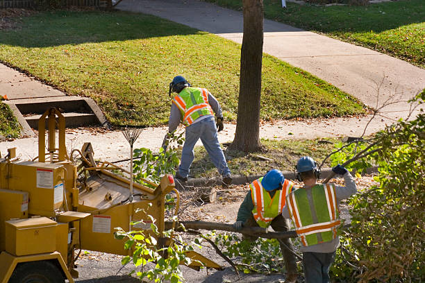 How Our Tree Care Process Works  in  Arp, TX